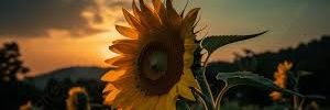 AshiaSharee's profile banner image