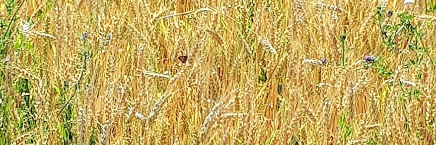 Margarithe Veen banner