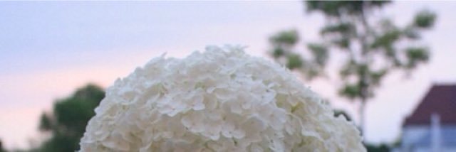 sweet_ banner