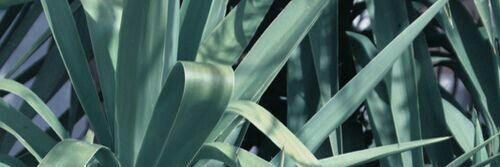 RACHELLERIVER_ banner