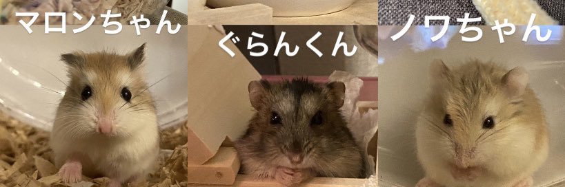hamaruyuami's profile banner image