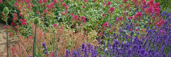 The_Duck_Father Profile Banner