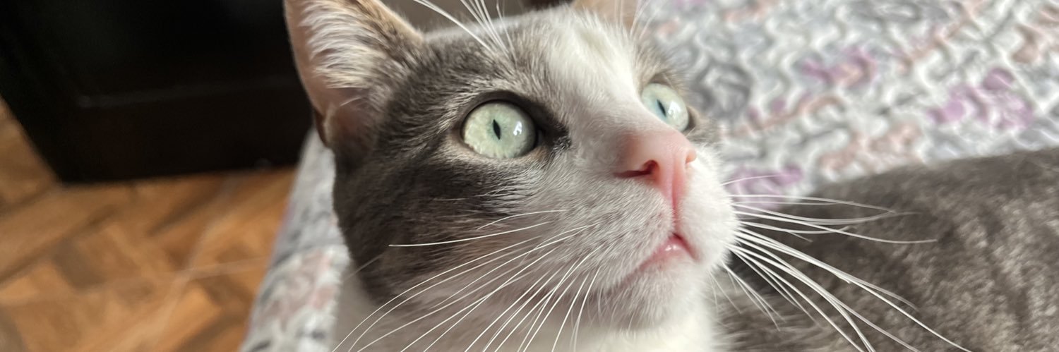 FonsecaLaura99's profile banner image