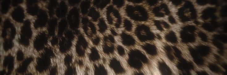 Shan banner