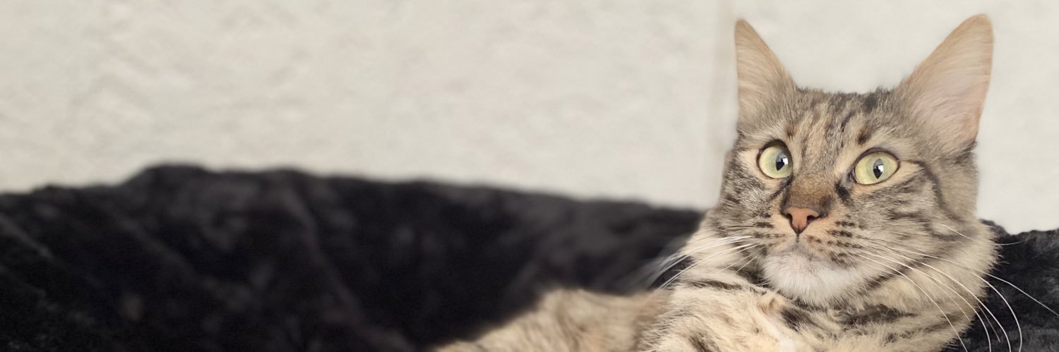 mmelikee28's profile banner image