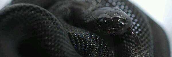 Deceive_Snake03's profile banner image