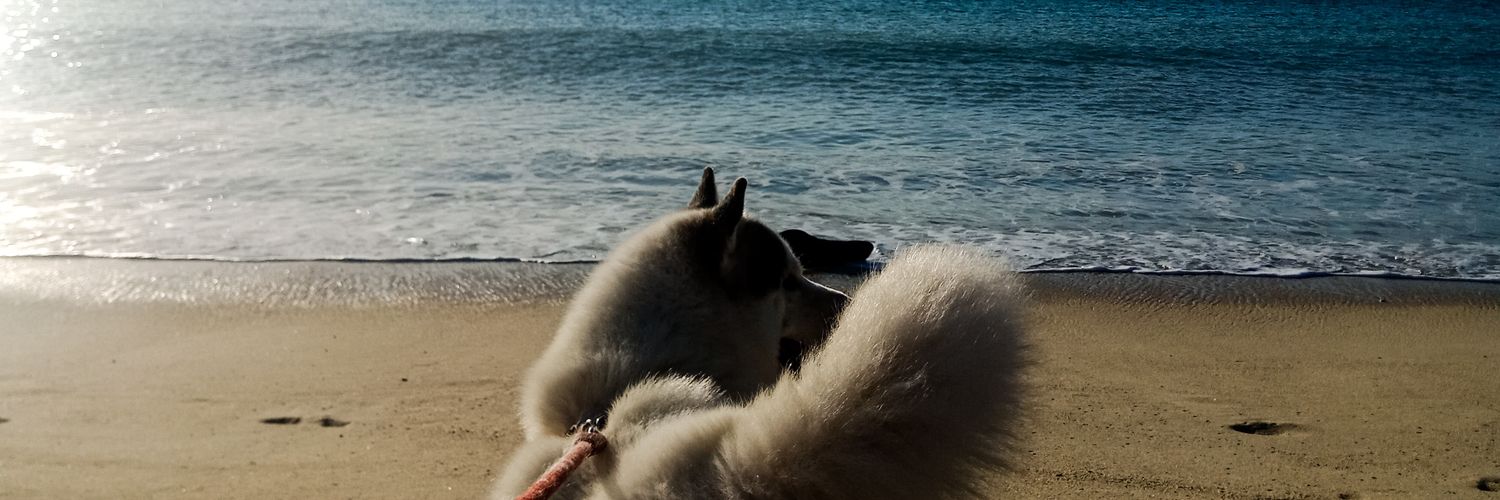 jocomucho_'s profile banner image
