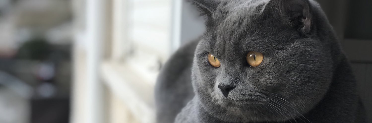 sevvalsargut's profile banner image