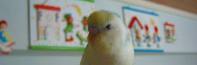 いんこゆかり。 banner