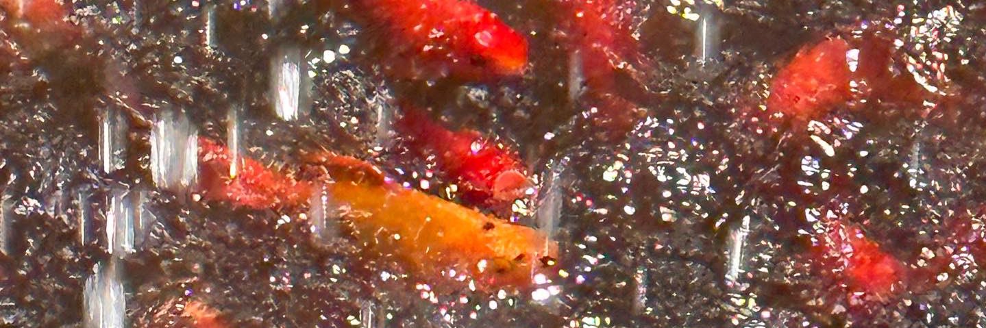 beetlefaeces's profile banner image