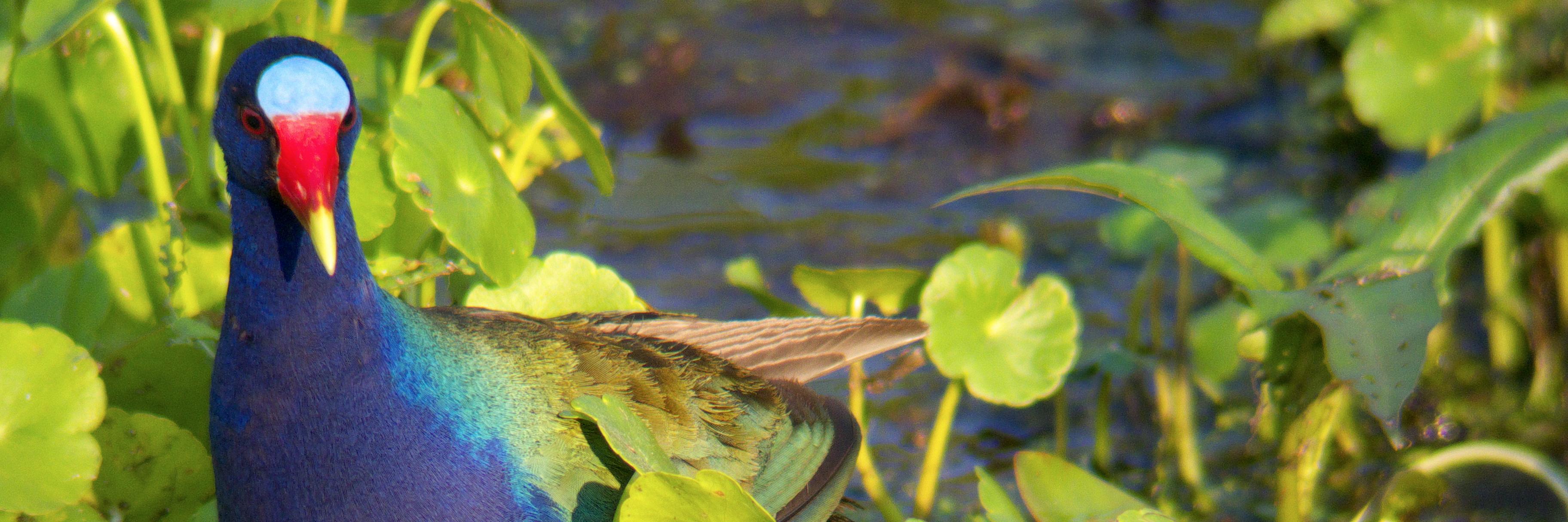 campephilus's profile banner image