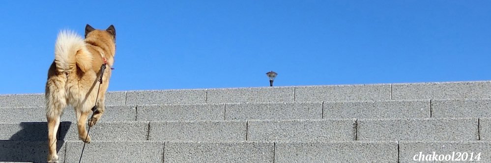 ちゃこさん's banner