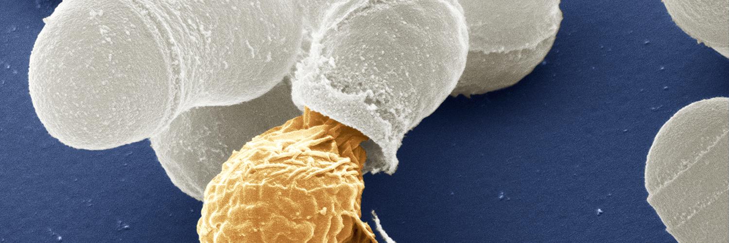 S. pombe model organism knowledgebase banner