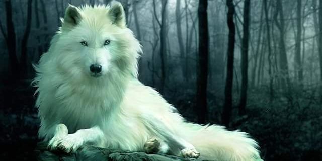 LokiVicious's profile banner image