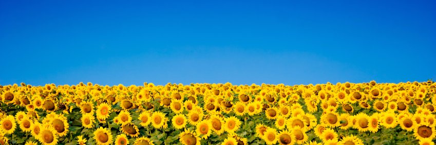 Утомленный Парадами 🇺🇦🇬🇪 banner