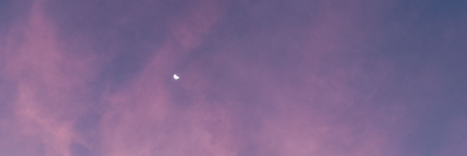 lilydflwr's profile banner image