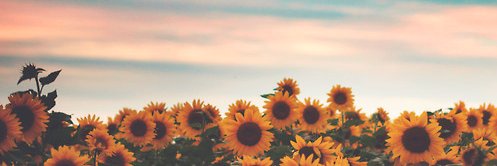 ml_alexisl's profile banner image