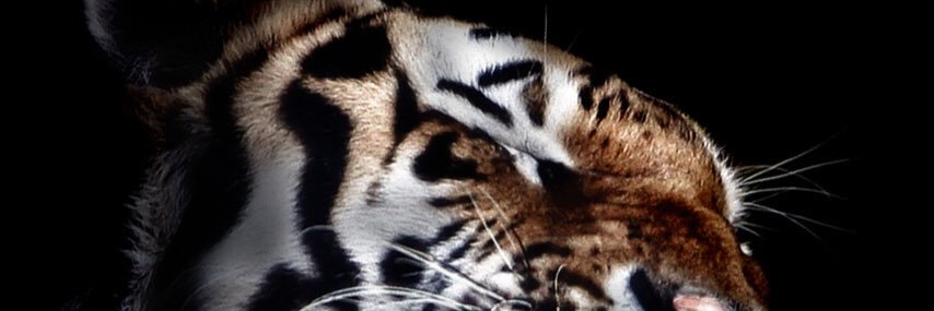 shipon310's profile banner image