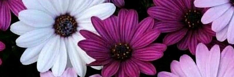 MsBettyBoop_41's profile banner image