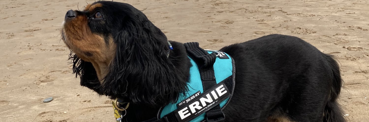 Arthur 🐶🐾 banner