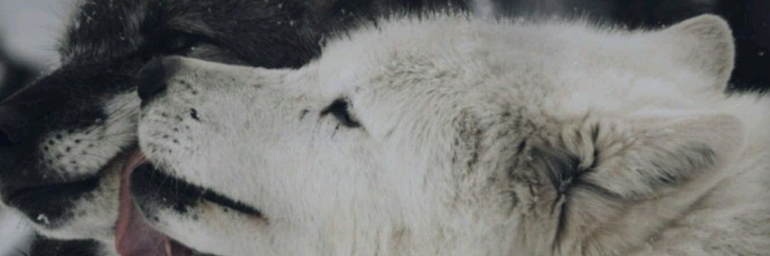 AliceStones_'s profile banner image