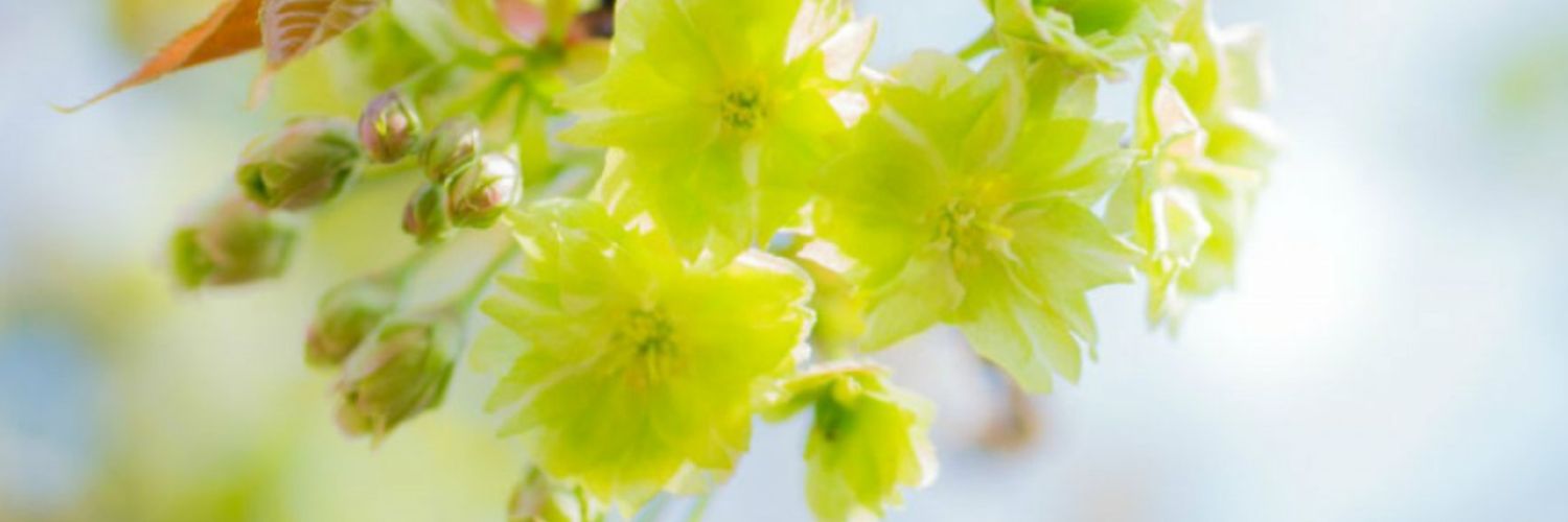 greenmagic1024's profile banner image