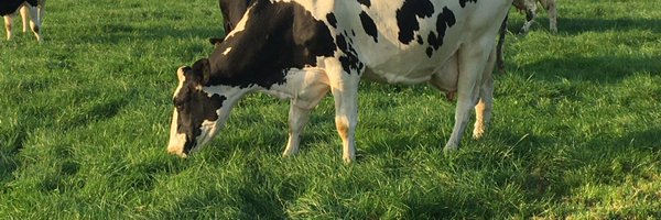 NoreenLacey Profile Banner