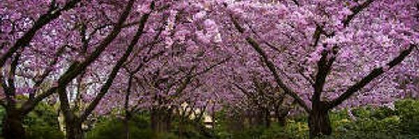 helmifasya Profile Banner