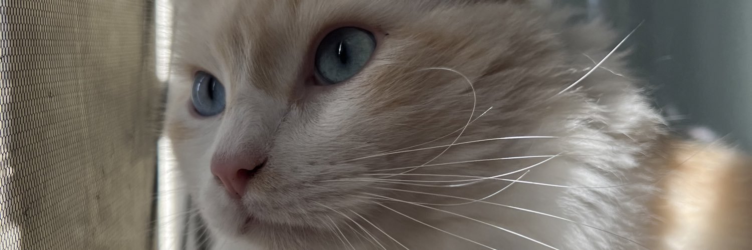 ambermng's profile banner image