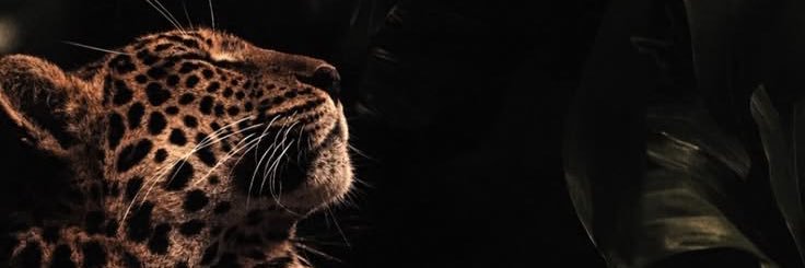 AF93__'s profile banner image