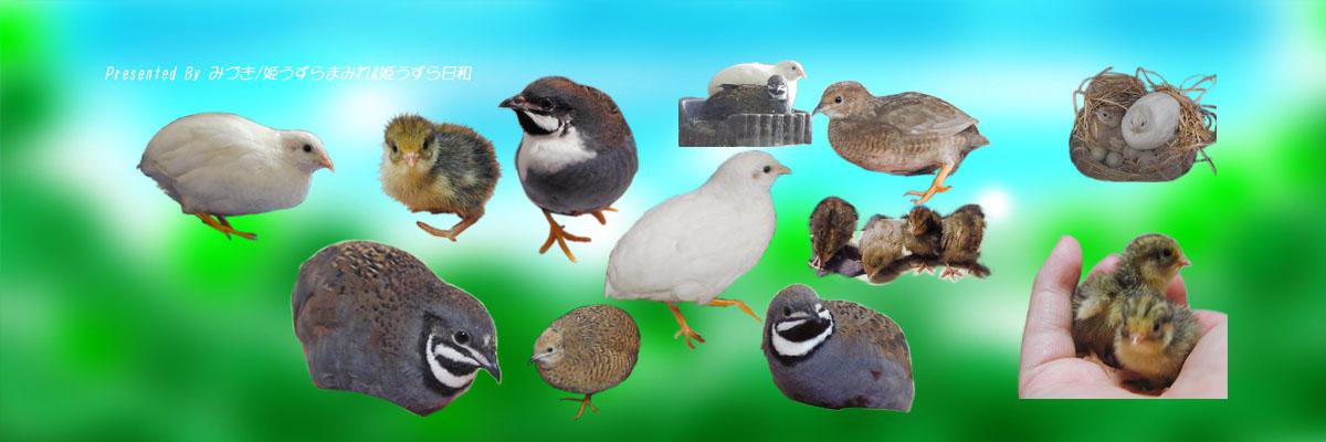 himeuz_labo's profile banner image