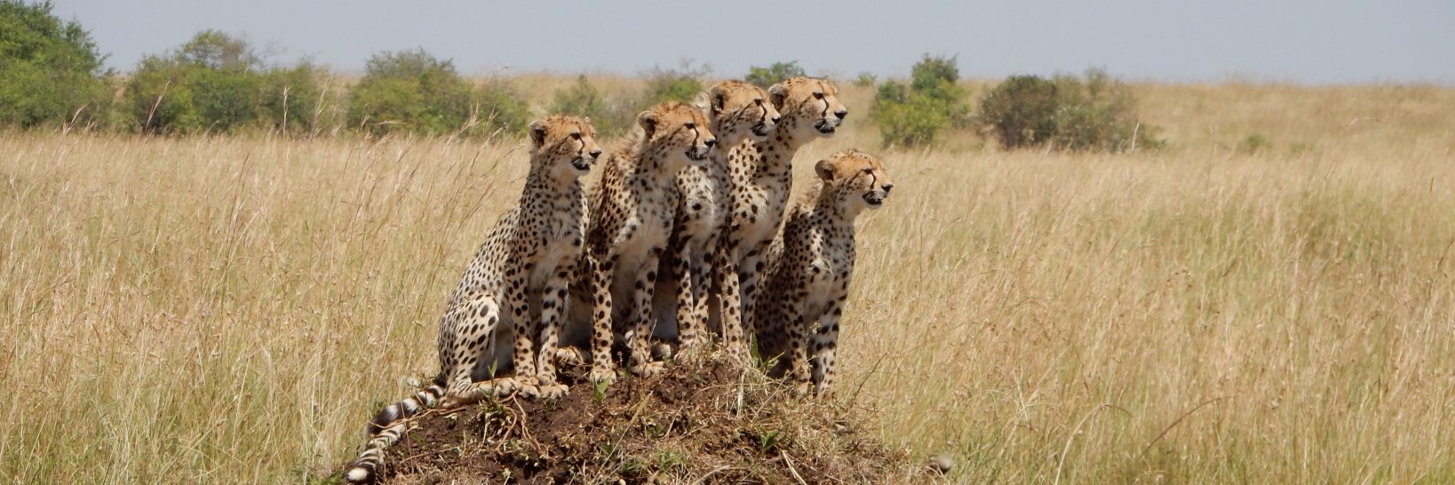 World Explorer banner