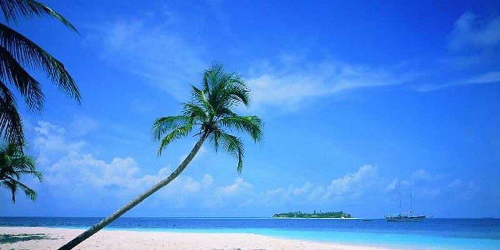 Tania Di Chio banner