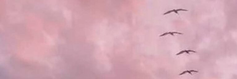 nonesaeed1's profile banner image
