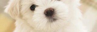 febiolaagnes821's profile banner image