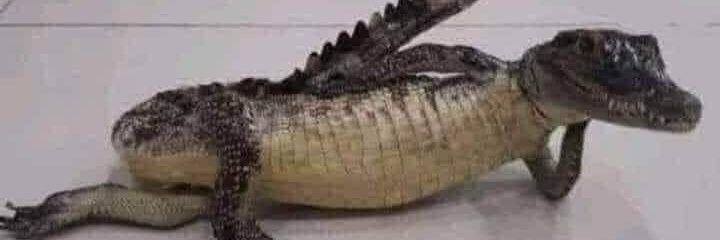 jackleedang's profile banner image