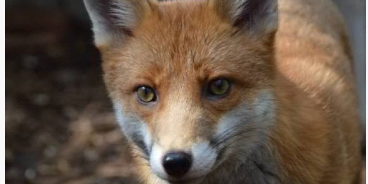 kfox75's profile banner image