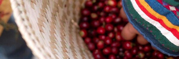 allgrassroots Profile Banner