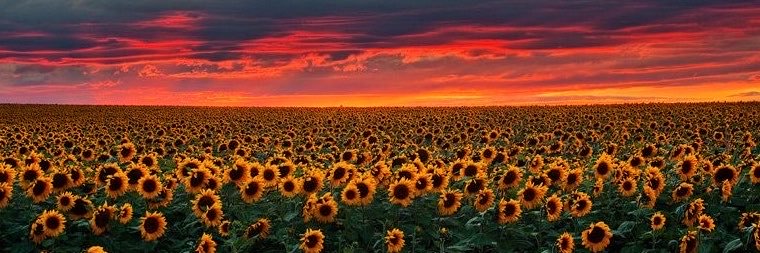 splendiharry's profile banner image