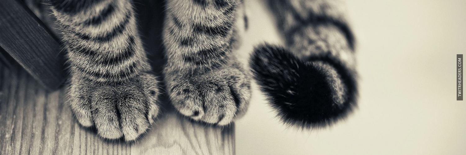 billy joe 🐅 🐈 banner