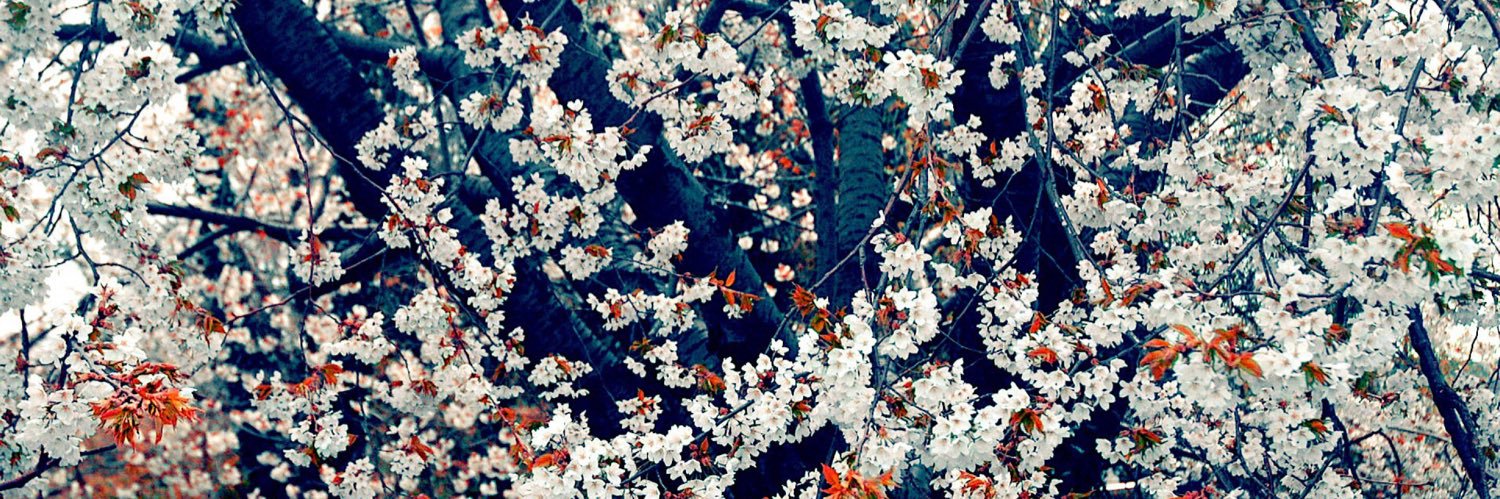 🌸 𝑪𝒂𝒕𝒂𝒍𝒖𝒏𝒂 banner