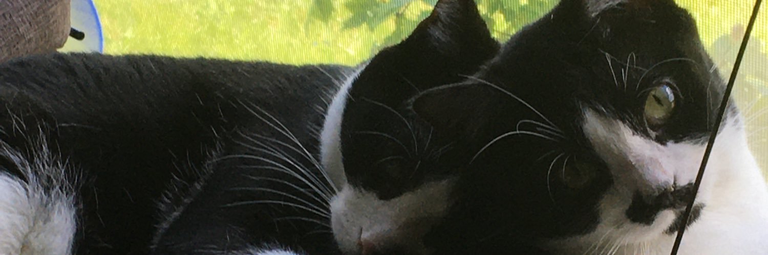 ShelHopp's profile banner image