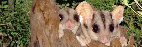 helene_hebbel Profile Banner