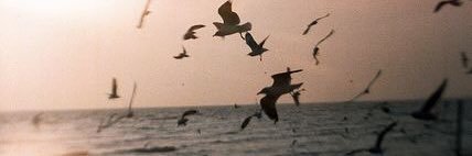 KhalafTasnim's profile banner image