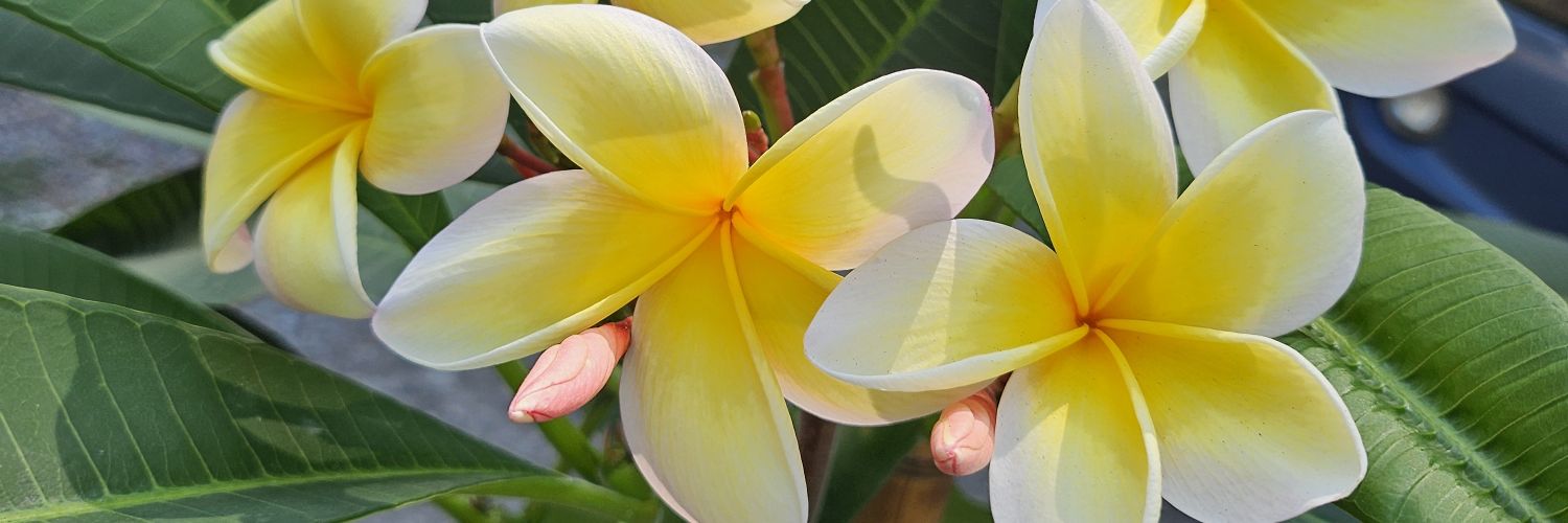janelstorm's profile banner image