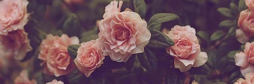 chaimaamou7's profile banner image