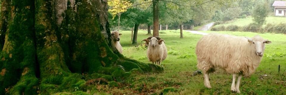 Hodei Otegi 🔻 banner