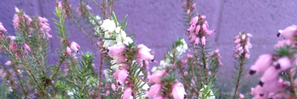 Zidatom Profile Banner