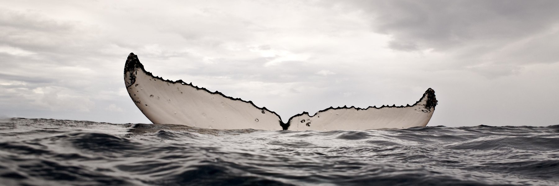 Marta Padovan banner