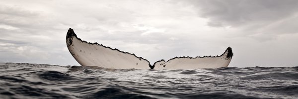 martapdn Profile Banner